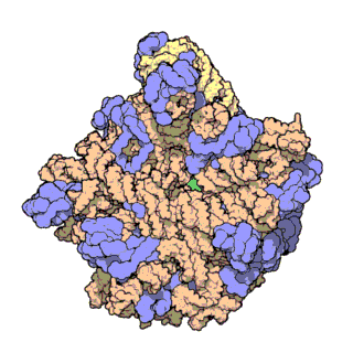 große Ribosomen-Untereinheit