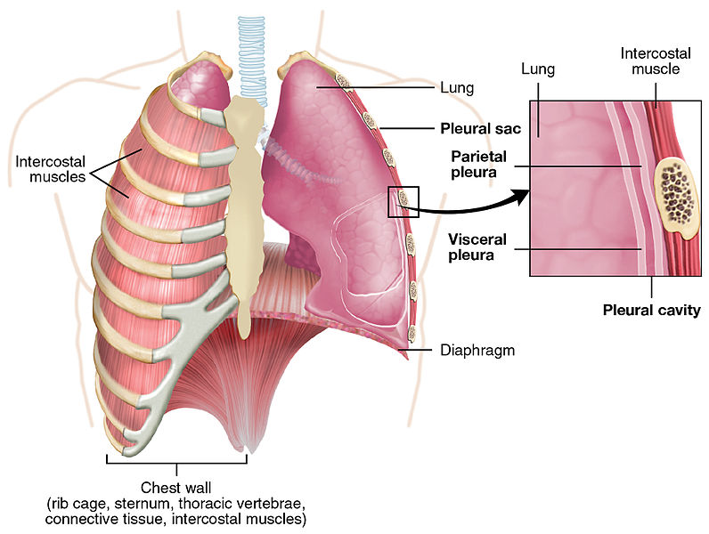 die Aufhängung der Lunge im Brustkorb