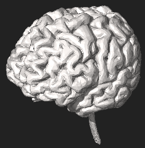 3DPX-003765 3DModel of Brain Nevit Dilmen.stl