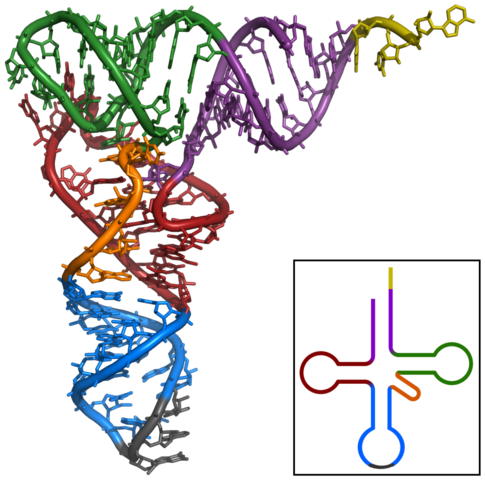 schematische Zeichnung einer tRNA