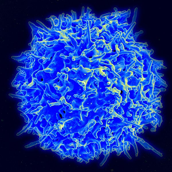 gesunde menschliche T-Zelle