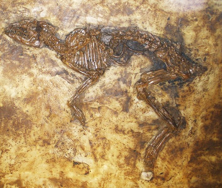 Messelobunodon-Fossil aus der Grube Messel