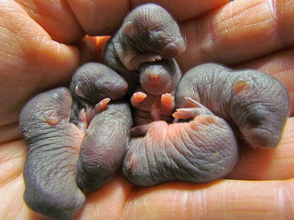 Baby-Maulwürfe