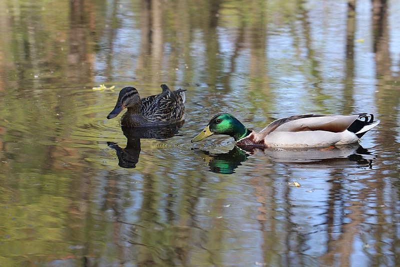 Stockente