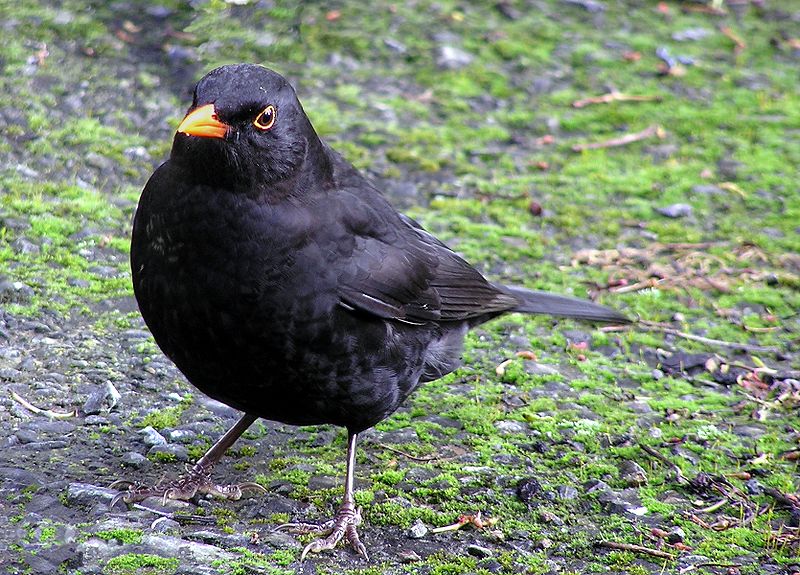 Amsel