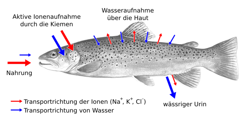 Wasser- und Ionen-Regulation bei Bachforellen