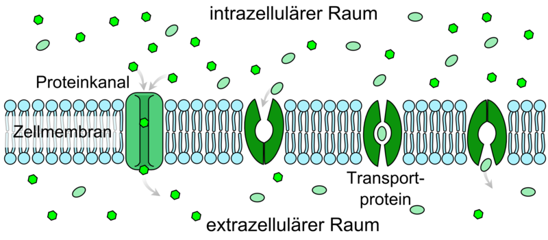 Schematische Darstellung der Diffusionsvorgänge an der Zellmembran