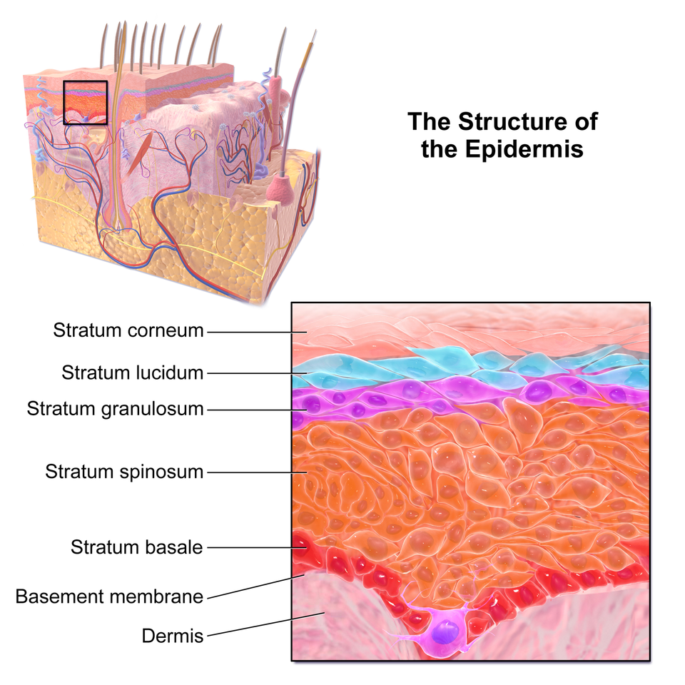 Aufbau der Epidermis