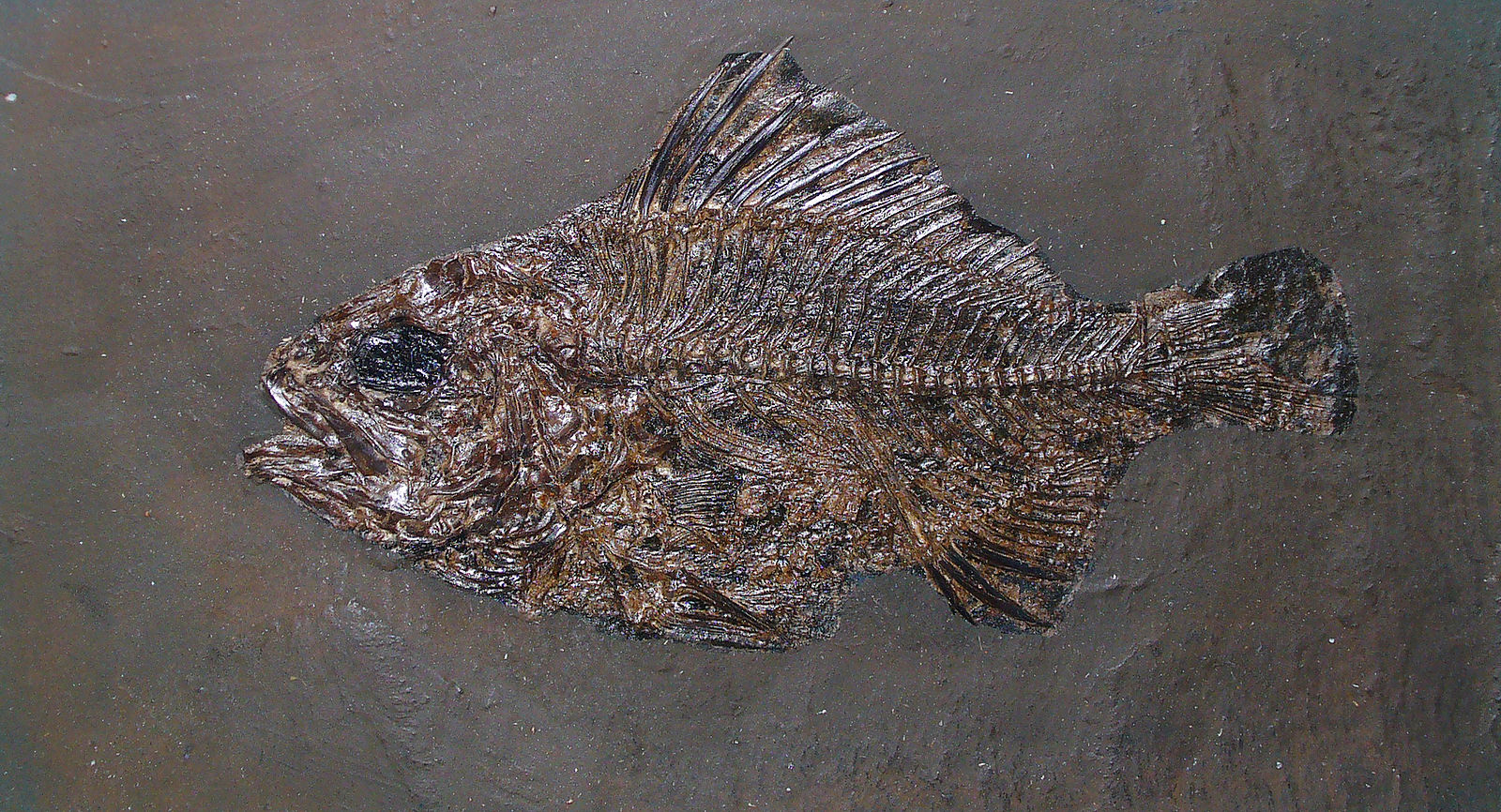 Fisch-Fossil aus der Grube Messel