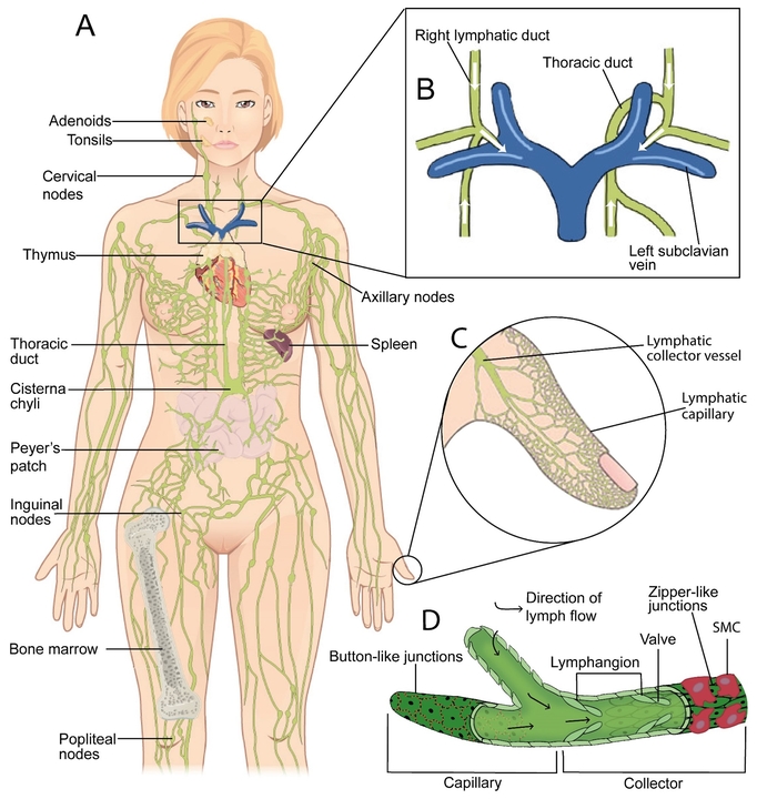 lymphatische Organe