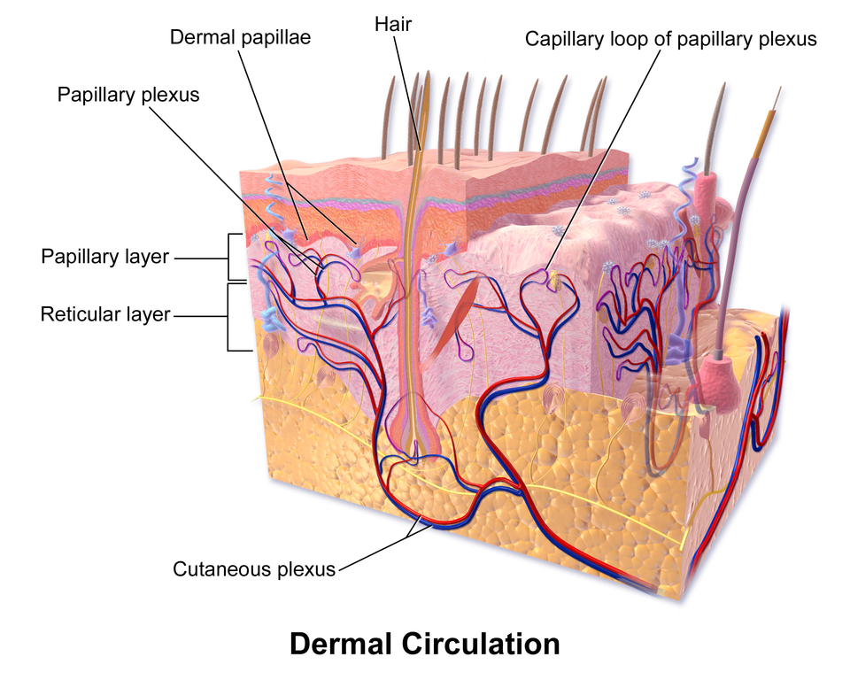 Aufbau der Dermis