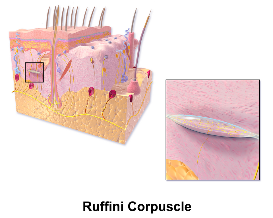Ruffini-Tastkörperchen