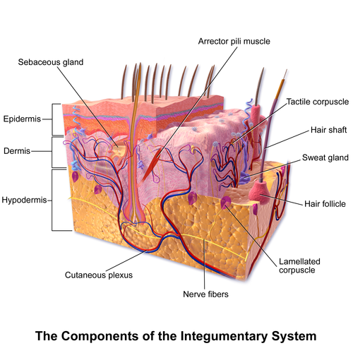 Aufbau der Epidermis