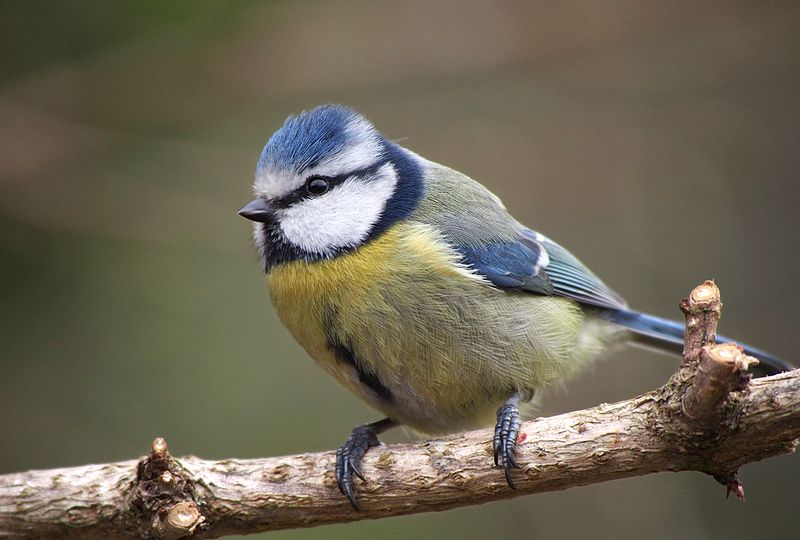 Blaumeise