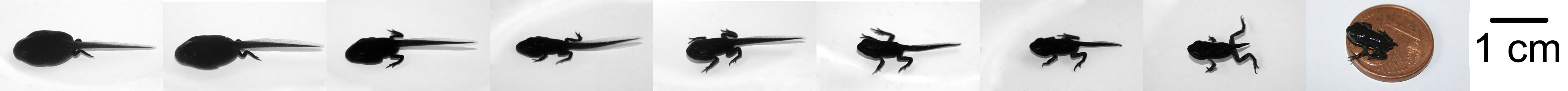 Kaulquappen-Entwicklung