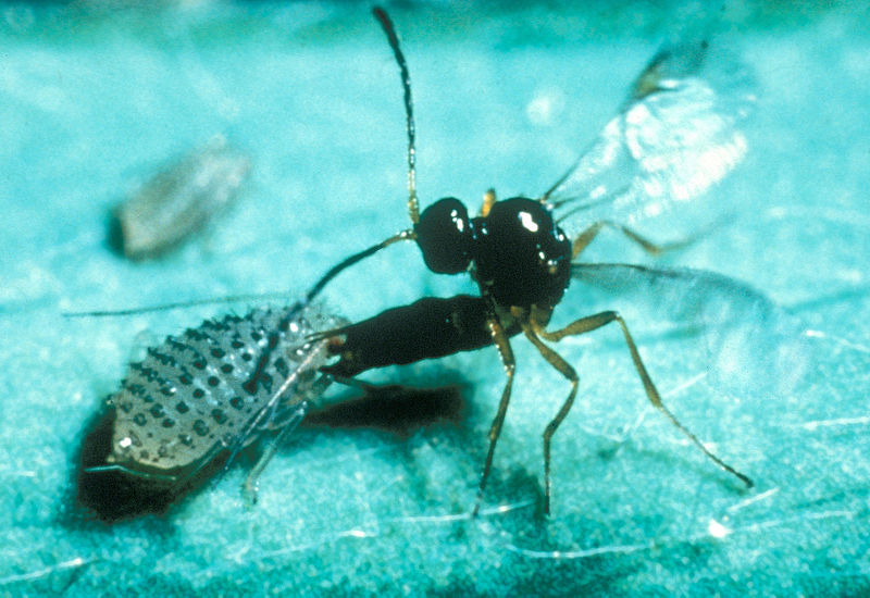 Trioxys complanatus