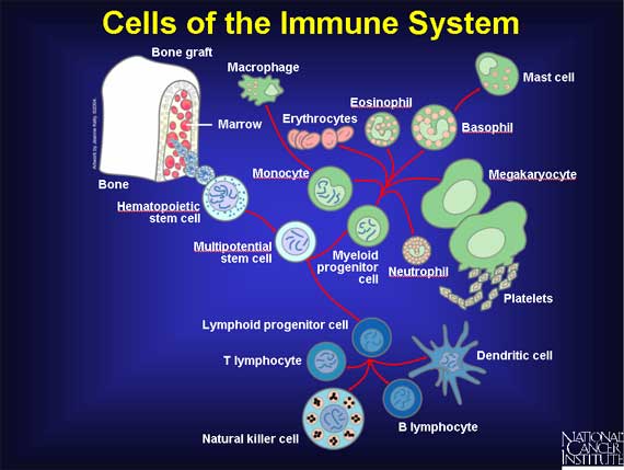 lymphatische Organe