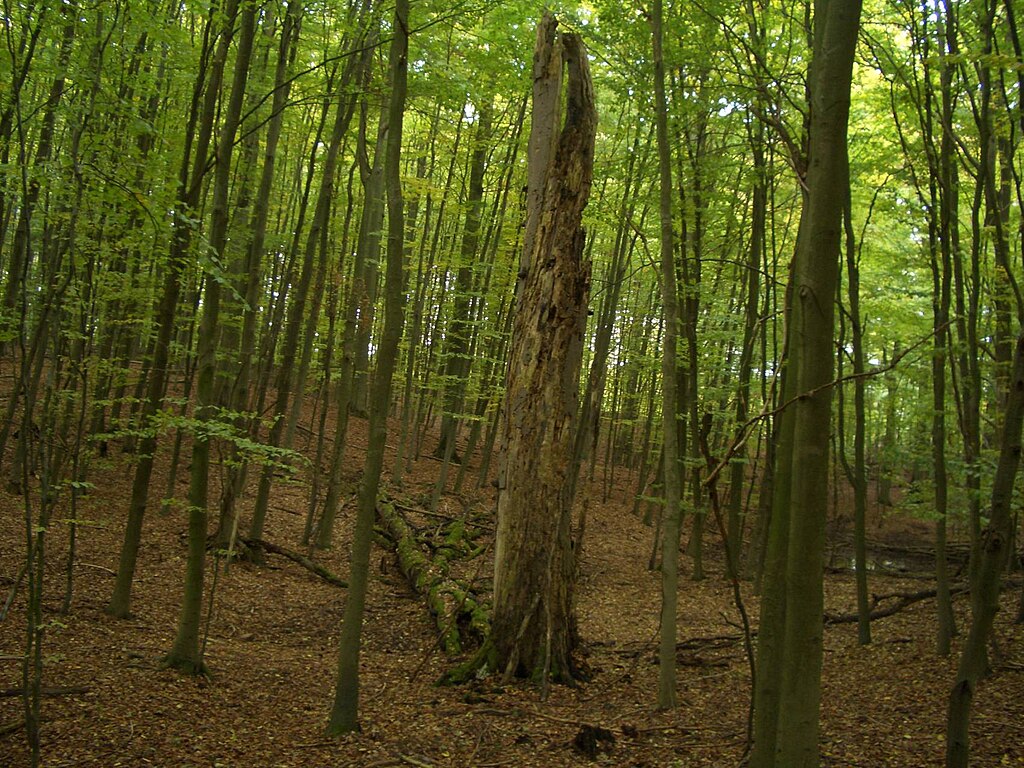 Laubwald mit Totholz