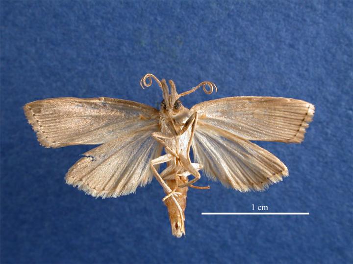 Diatraea_saccharalis