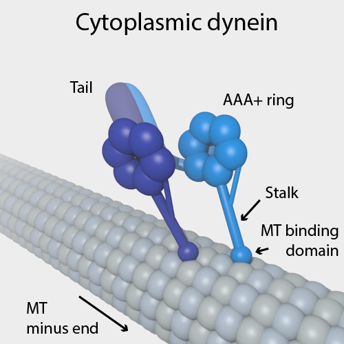Dynein-Komplex auf einem Mikrotubulus