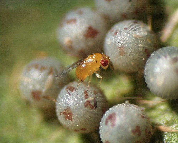 Trichogramma-Schlupfwespe auf einem Raupen-Ei