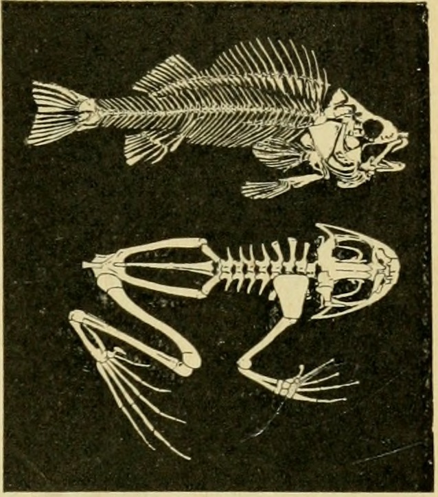Skelette von Fisch und Frosch