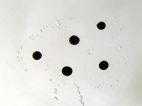 Grasfrosch-Embryogenese