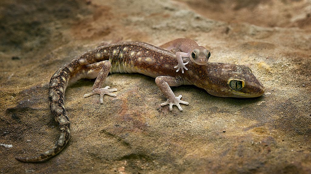 Gecko mit Kind