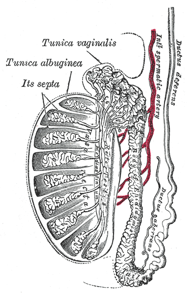Nebenhoden und das Innere des Hoden im Detail