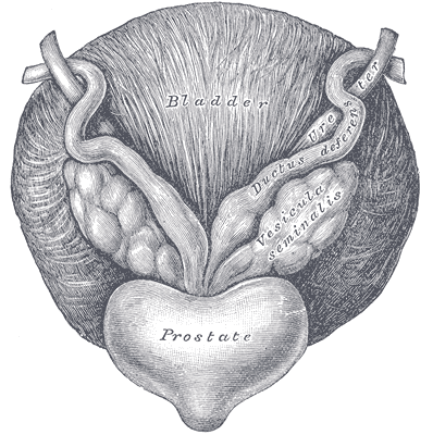 Blase, Prostata, Samenleiter und Bläschendrüsen von unten