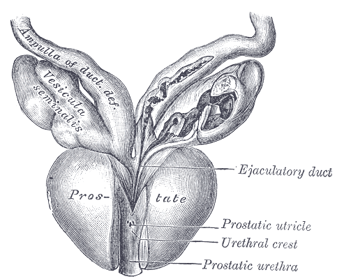 Prostata, Samenleiter und Bläschendrüse von vorne