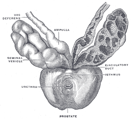 Prostata, Samenleiter und Bläschendrüse von oben