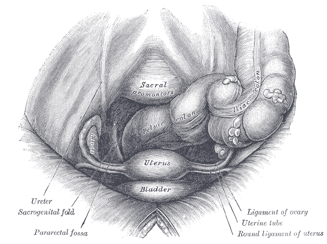 Dickdarm, Eierstöcke, Eileiter, Gebärmutter, und Harnblase von oben vorne