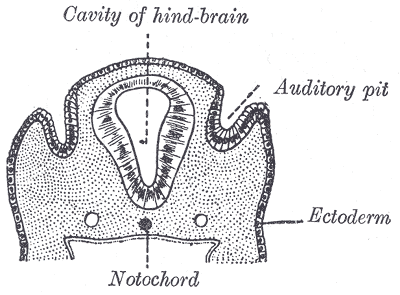 Beginn der Entwicklung der menschlichen Ohren