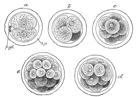 Beginn der Embryogenese bis zur Morula