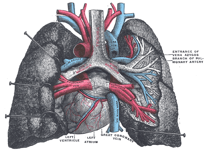 Herz und Lunge von hinten