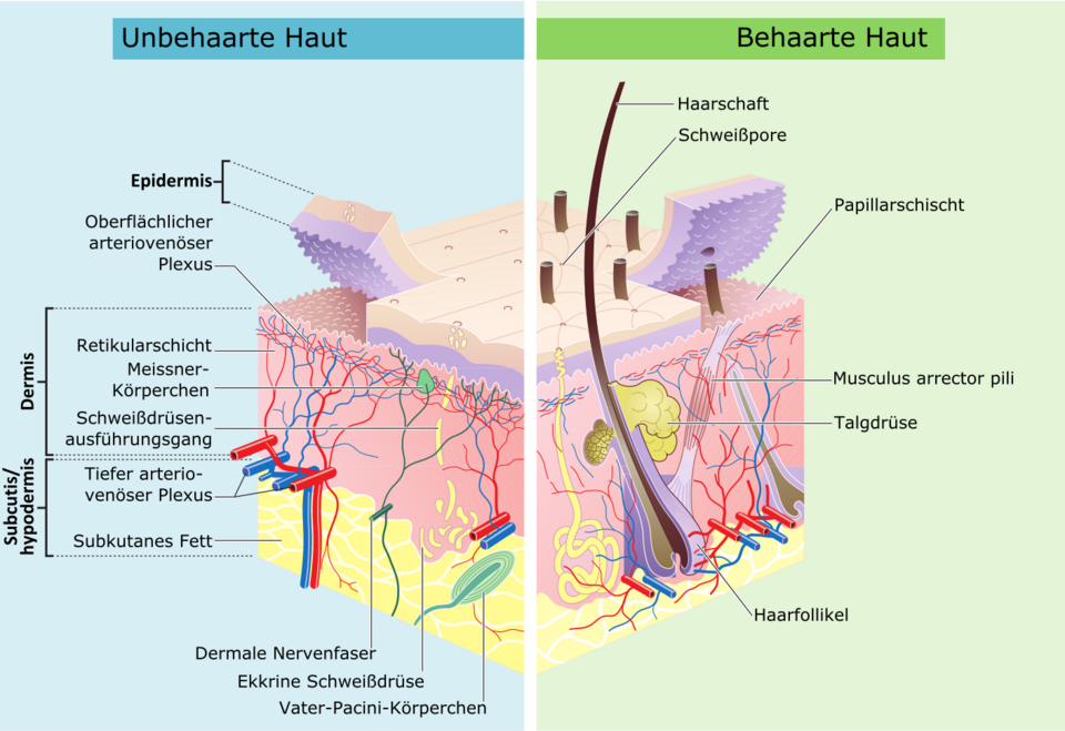 Schema der Haut aus Wikimedia Commons