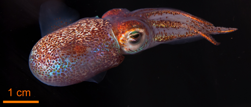 Hawaiian bobtail squid (Euprymna scolopes)