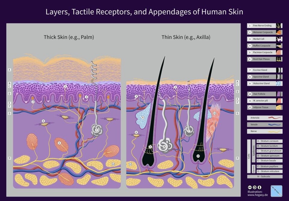  Human akin structure