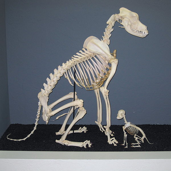 Skelette von dänischer Dogge und Chihuahua