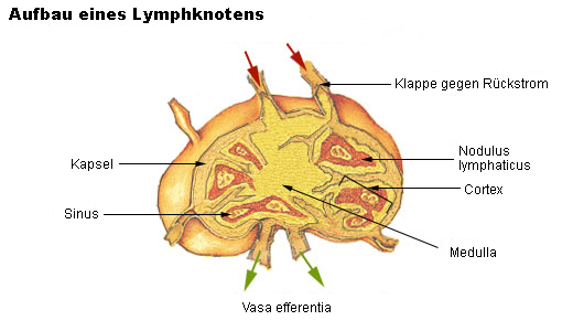 Lymphknoten