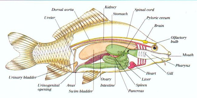innere Organe eines Fisches