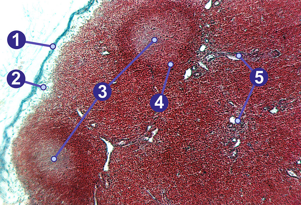 Lymphfollikel in einem Lymphknoten