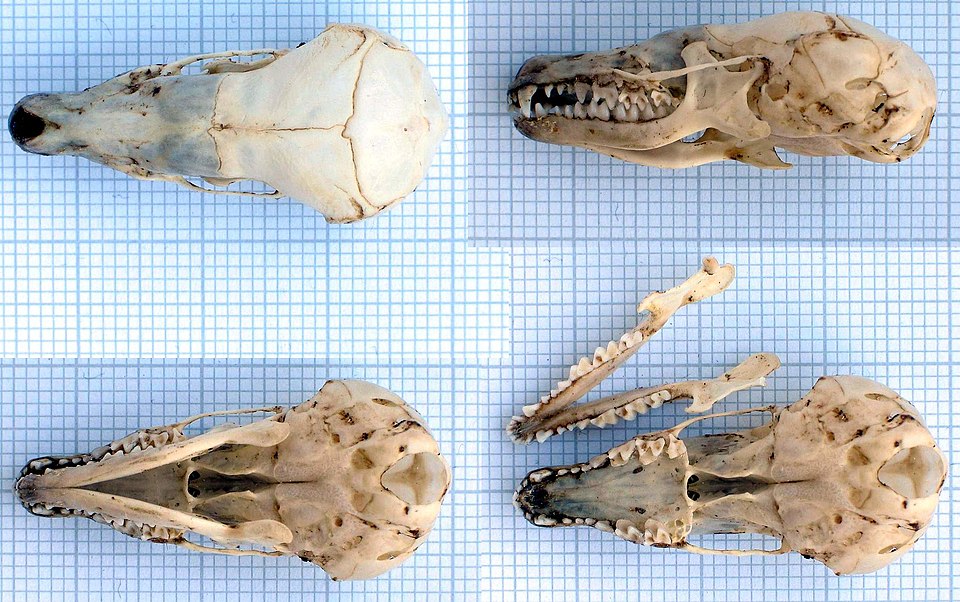 Ein Raubtier-Gebiss im kegelförmigen Schädel eines Maulwurfs