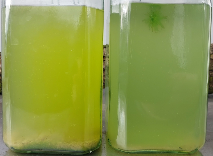 Mikroalgen-Farbvarianten