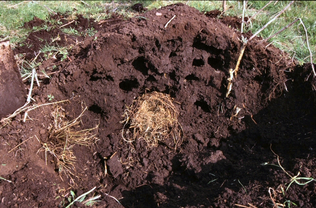 Maulwurf-Gänge und eine Maulwurf-Burg