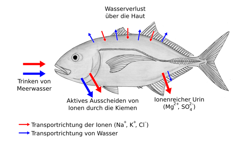 Wasser- und Ionen-Regulation bei Stachelmakrelen