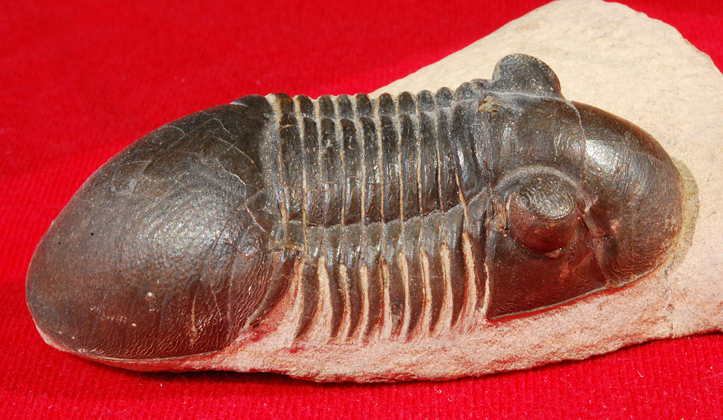 Paralejurus-Trilobit