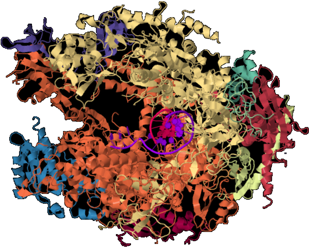 RNA-Polymerase 2 Elongation Complex 1I6H