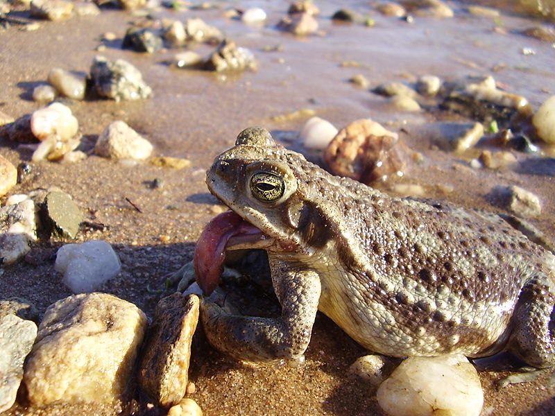 Erdkröten fangen kleine Beutetiere mit der Zunge.